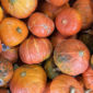 Calabazas